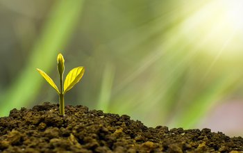 nature_design-investment-5241253_1920